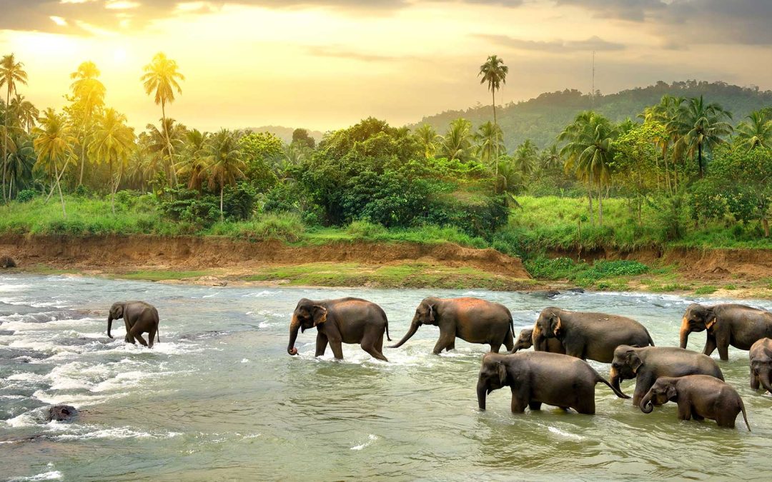 Paradise: Beaches, Culture & Wildlife in Sri Lanka